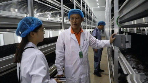 菌香飄千里，科技助搬遷——貴州岑鞏以菌產(chǎn)業(yè)年供300崗位，助力易地搬遷群眾城市扎根